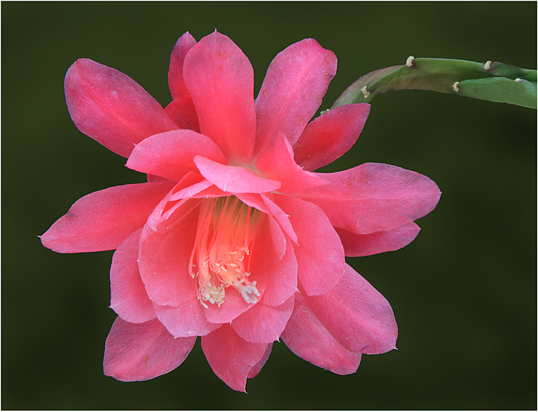 Flowering Succulent 1a   P O'Malley